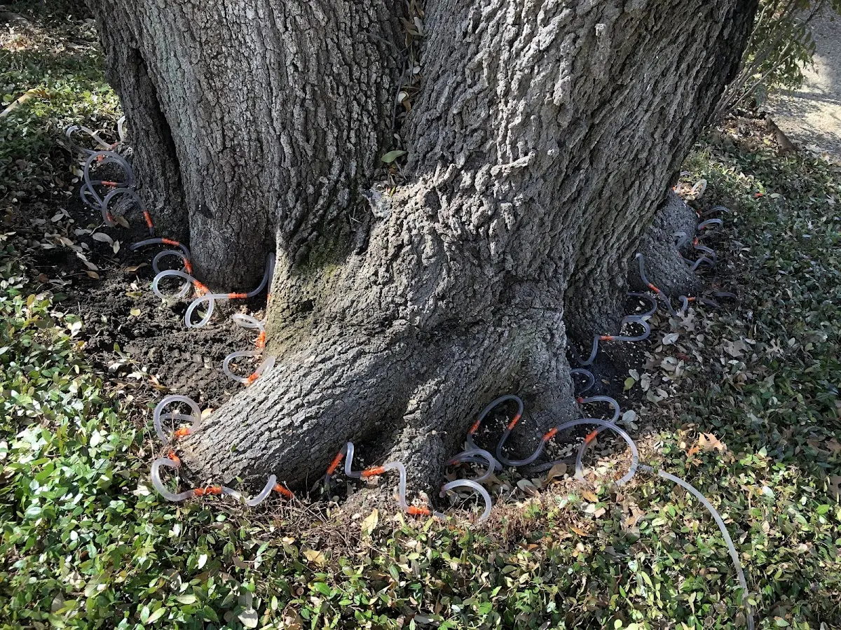 Detailed Tree Cabling and Bracing job site in Lick Creek