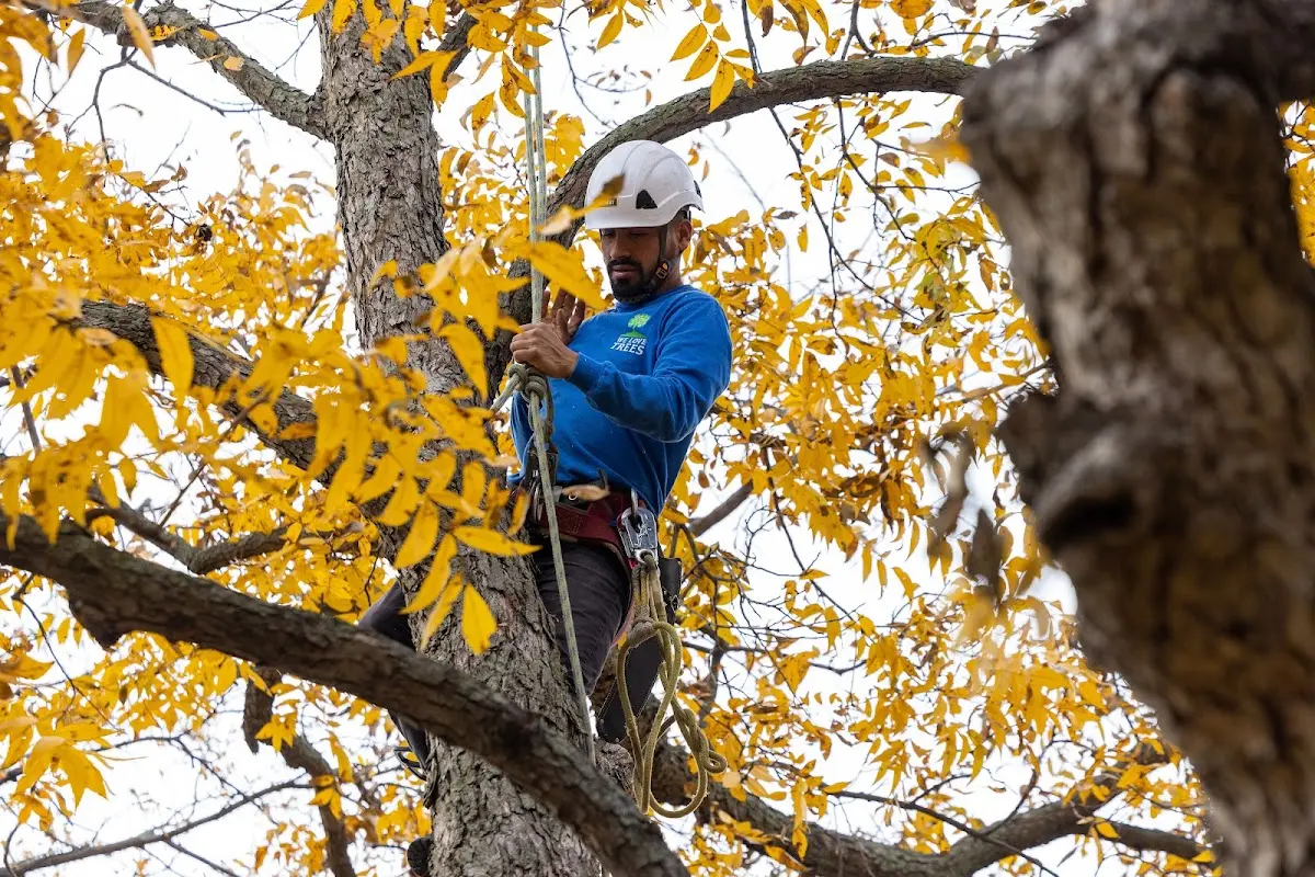 Skilled Tree Pruning crew working in Lick Creek