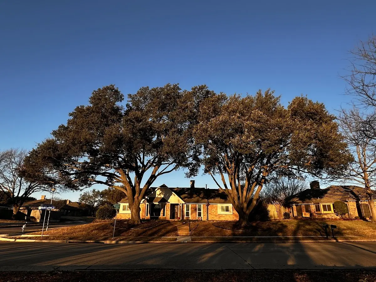 Established residential canopy tree shading a home in Lick Creek